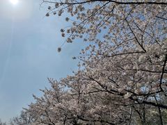 -红梅公园
