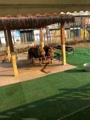 -萌宠亲子动物乐园(槐房万达店)