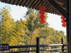 -大唐贡茶院