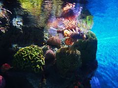 -暹罗海洋世界