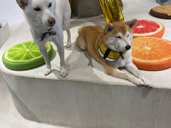 -柴务处·柴犬主题狗咖