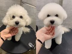 -八公叔叔宠物美容连锁(春申店)