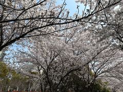 -高东镇樱花园