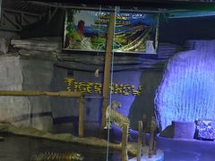 -清迈夜间动物园