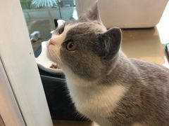 -猫大福·Fortune Cat猫舍(百子湾店)