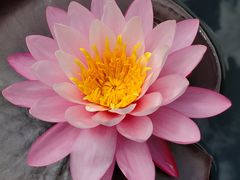 -中国科学院华南植物园