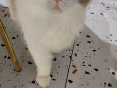 -喵喵咪呀布偶猫咖(春熙路店)