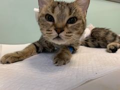 -纳吉亚猫专科动物医院博雅分院