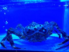 -月下料理(楷林IFC店)