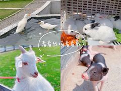 -前小桔亲子创意农场·草莓采摘·露营烧烤