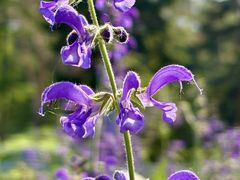 -黑龙江省森林植物园