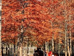 -上海海湾国家森林公园