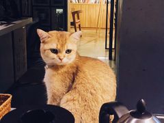 -咖法森林·咖啡  酒吧(天河店)