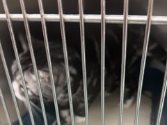 -瑞派·关忠动物医院·猫专科·犬专科(三环新城店)