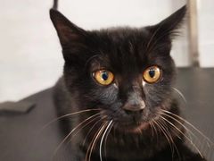 -宠福鑫康馨动物医院·骨科·眼科