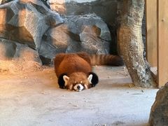 -绿色星球动物主题公园