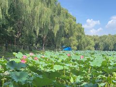 -北陵公园