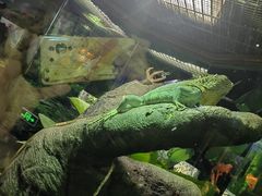 -广州长隆飞鸟乐园