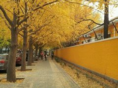 android_upload_pic-三里屯东五街银杏大道