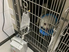 -半岛宠物医院24小时(科华中路店)