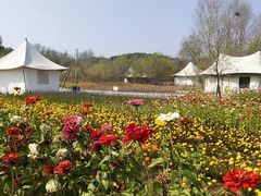 -莲花山花海