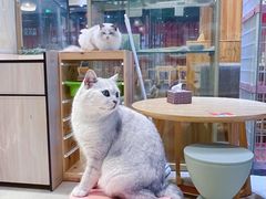 -藏猫猫咖啡主题馆(中央大道店)