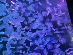 -江和美海洋公园
