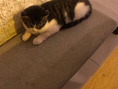 -平行世界·猫咖(首经贸店)