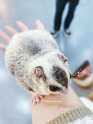 -Moni星球萌宠·小马宝莉·灵蛇·高端高阶全萌宠互动体验俱乐部(红豆国际广场店)