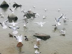 -深圳湾公园(南山区)