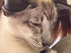 -豆逗聊愈猫阁Easy Life