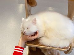 -飞行喵MR PILOT|猫舍·猫咖(静安大融城店)