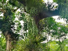 -中国科学院西双版纳热带植物园