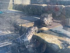 -西雅图水族馆