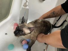 -安安宠医·臻爱宠物医院(簇锦北路分院)