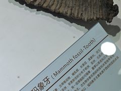 -中国第四纪冰川遗迹陈列馆
