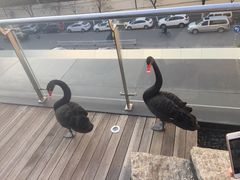 -行者书屋大堂吧 ·下午茶(南京圣和府邸酒店)