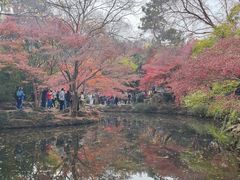 -秋霞圃