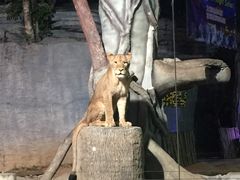 -清迈夜间动物园