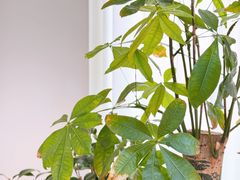 -悦园影院式·足道·养生spa