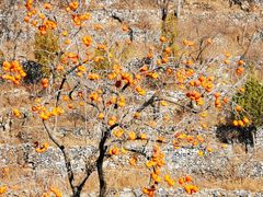 -北京鹫峰国家森林公园