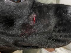 -康乐宝动物医院