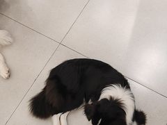 -安格丽娜·狗咖·猫咖羊驼咖(春熙路百盛商场店)