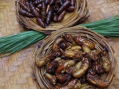 -昆虫窝子·特色云南菜(拓东路总店)