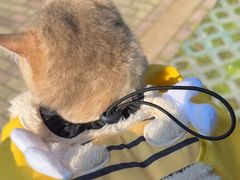 -瑞派康怡24h宠物医院·犬猫医疗中心·微创绝育(瑞景分院)