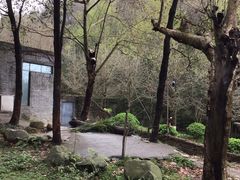 -都江堰中华大熊猫苑