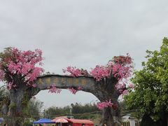 -天适樱花悠乐园