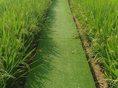 -洪湖家庭农场·团建·露营·会议