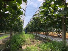 -马陆小张葡萄园农家乐