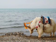 -青海湖国家重点风景名胜区
